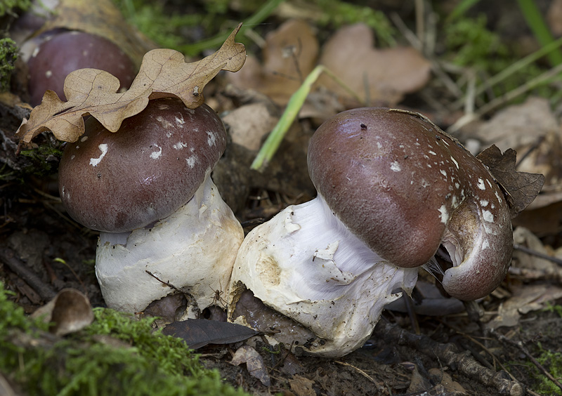 Cortinarius praestans